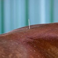 ein vielgenutzter Akupunkturpunkt in der Tierheilpraxis